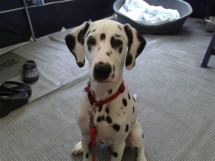 Dalmatiner Meizy - Smukke ! billede 8