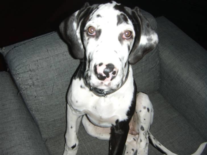 Grand danois Alma billede 11