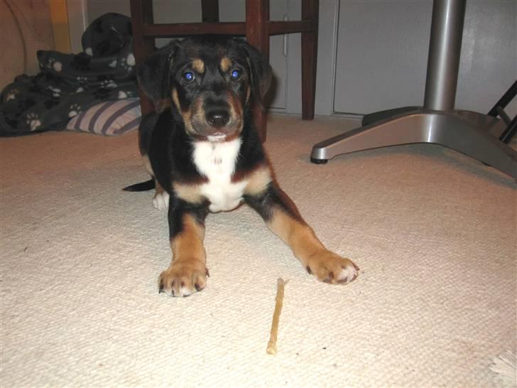 Blanding af racer Hector billede 1