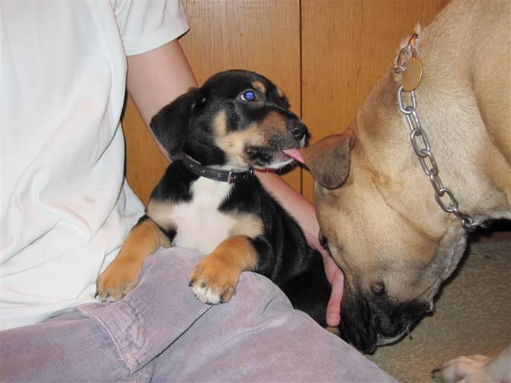 Blanding af racer Hector billede 2