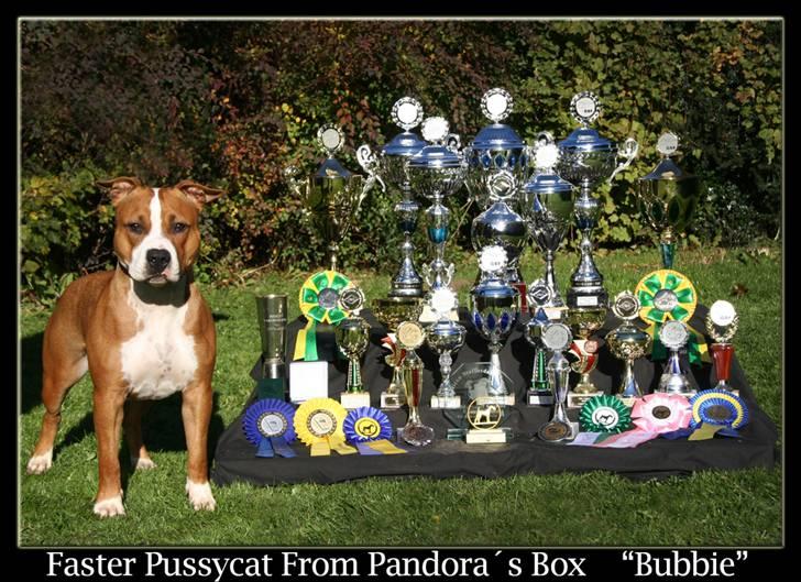 Amerikansk staffordshire terrier FPFPB Bubbie - NYT Oktober 2010 billede 1