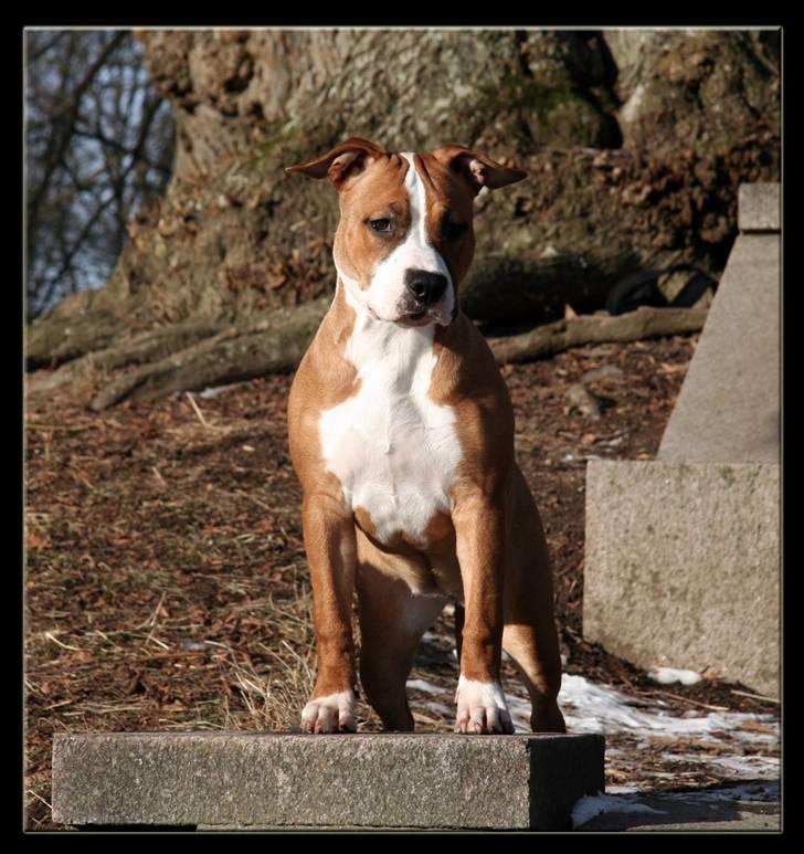 Amerikansk staffordshire terrier FPFPB Bubbie - Januar 2010 billede 3