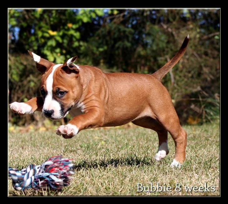 Amerikansk staffordshire terrier FPFPB Bubbie billede 6