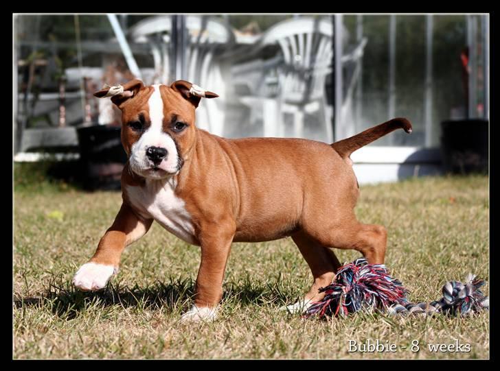 Amerikansk staffordshire terrier FPFPB Bubbie billede 9