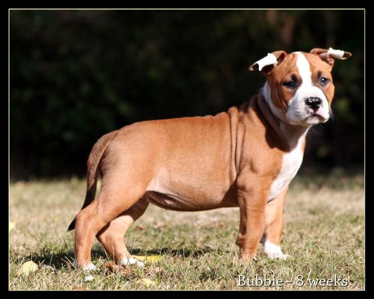 Amerikansk staffordshire terrier FPFPB Bubbie billede 11