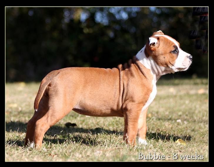 Amerikansk staffordshire terrier FPFPB Bubbie billede 12