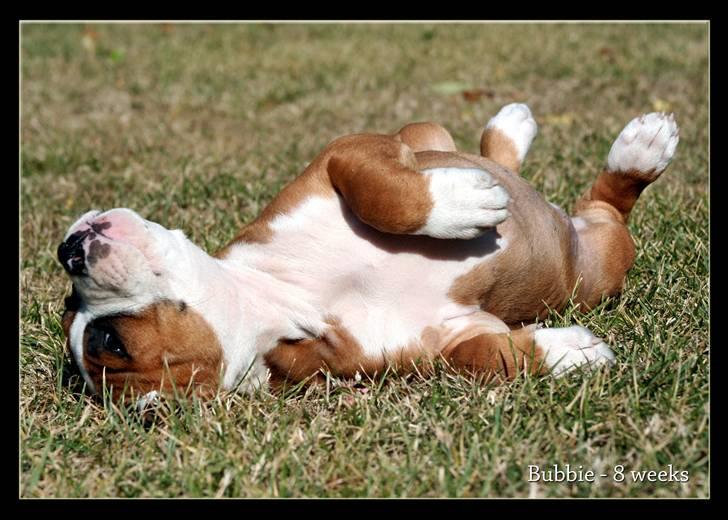 Amerikansk staffordshire terrier FPFPB Bubbie billede 14