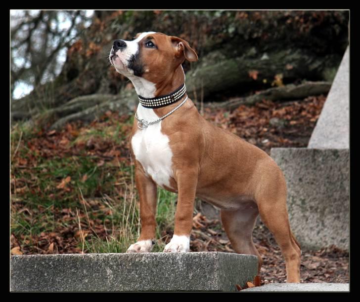 Amerikansk staffordshire terrier FPFPB Bubbie - NYT 15 November 2009 billede 16