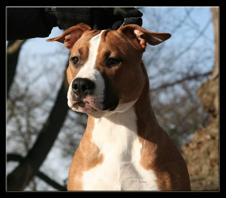 Amerikansk staffordshire terrier FPFPB Bubbie - Januar 2010 billede 18