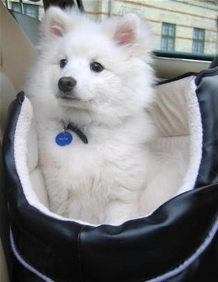 Japansk spids Malthe - Malthe i sin taske i bilen. billede 5