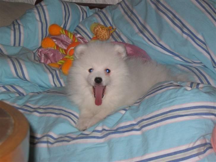 Japansk spids Malthe - Er der noget bedre end en seng og dyne? billede 4