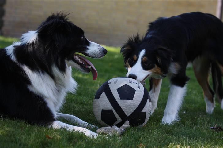 Border collie Fay *13.12.2008 - 4.12.2018* - En gang imellem lykkes det for Fay, at overtale Aya til at lege :o) billede 15