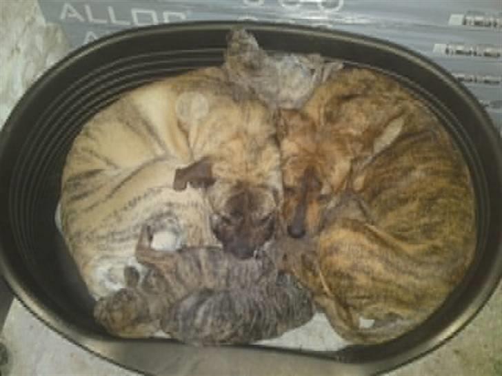 Dogo canario Kenya - Her ligger den lille skønhed sammen med sin mor, far og 4 andre søskene :-) billede 12