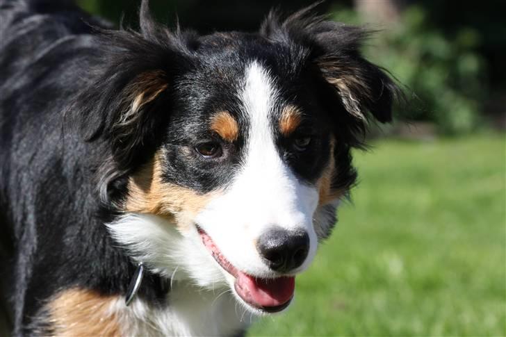 Border collie Fay *13.12.2008 - 4.12.2018* - Smukkesen :o) billede 16