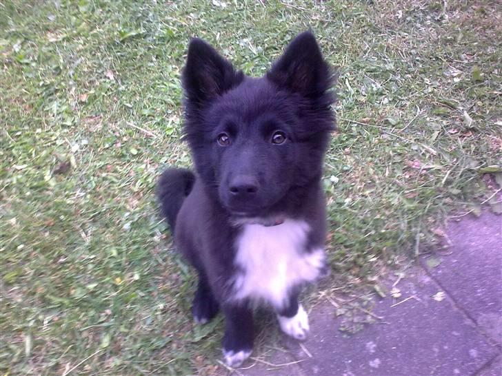 Islandsk fårehund Gaia billede 1