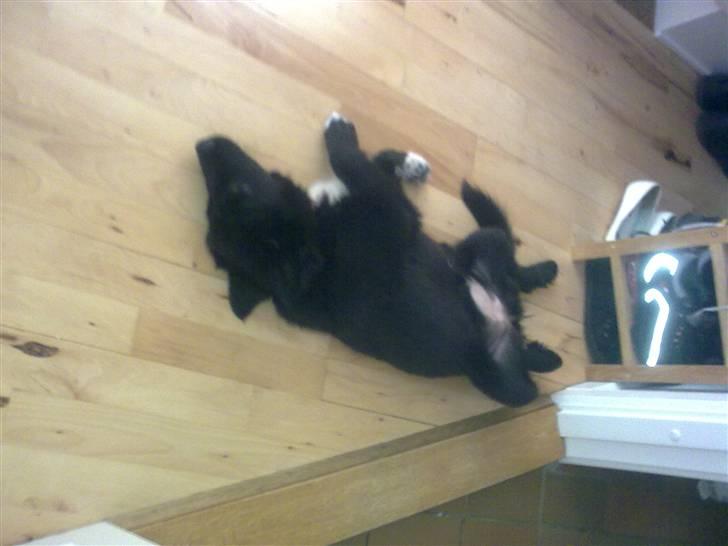 Islandsk fårehund Gaia billede 2