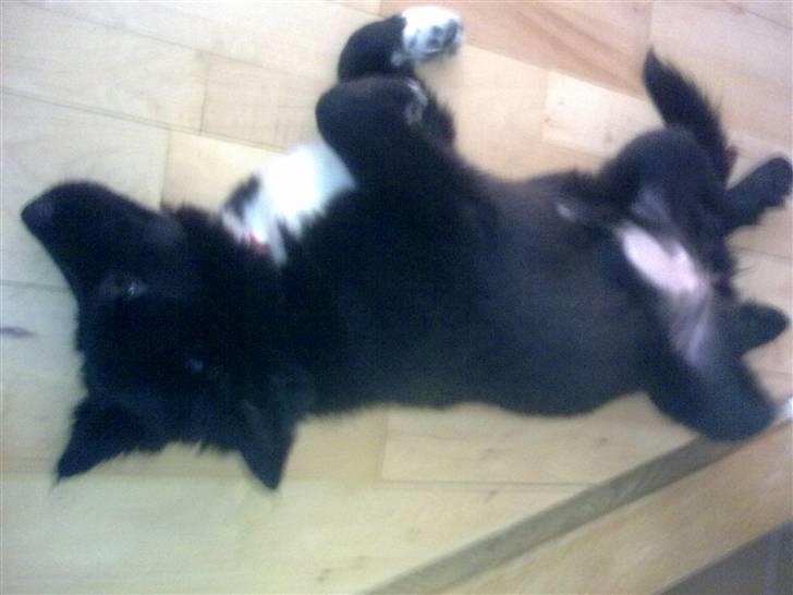 Islandsk fårehund Gaia billede 3