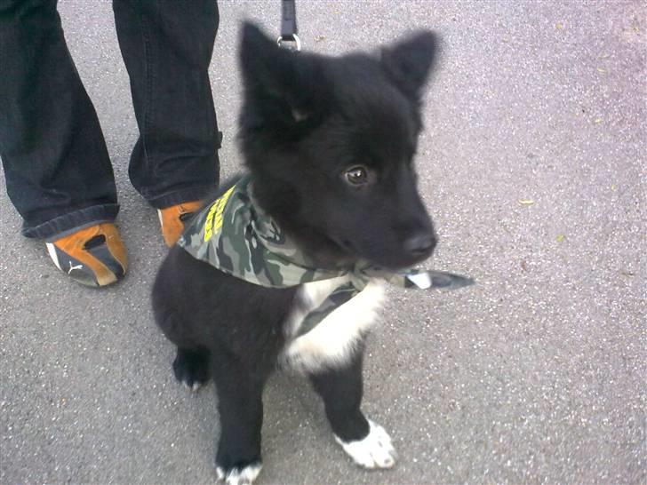 Islandsk fårehund Gaia billede 4