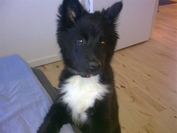 Islandsk fårehund Gaia billede 5