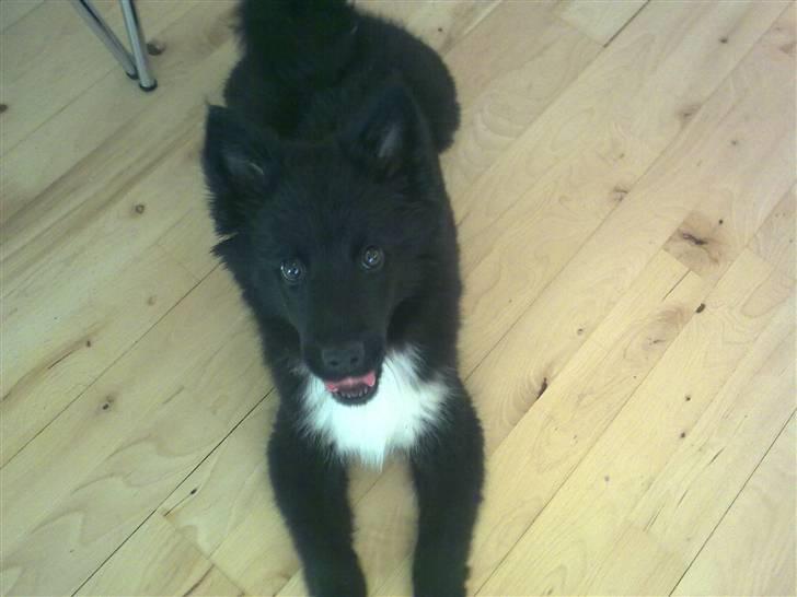 Islandsk fårehund Gaia billede 6