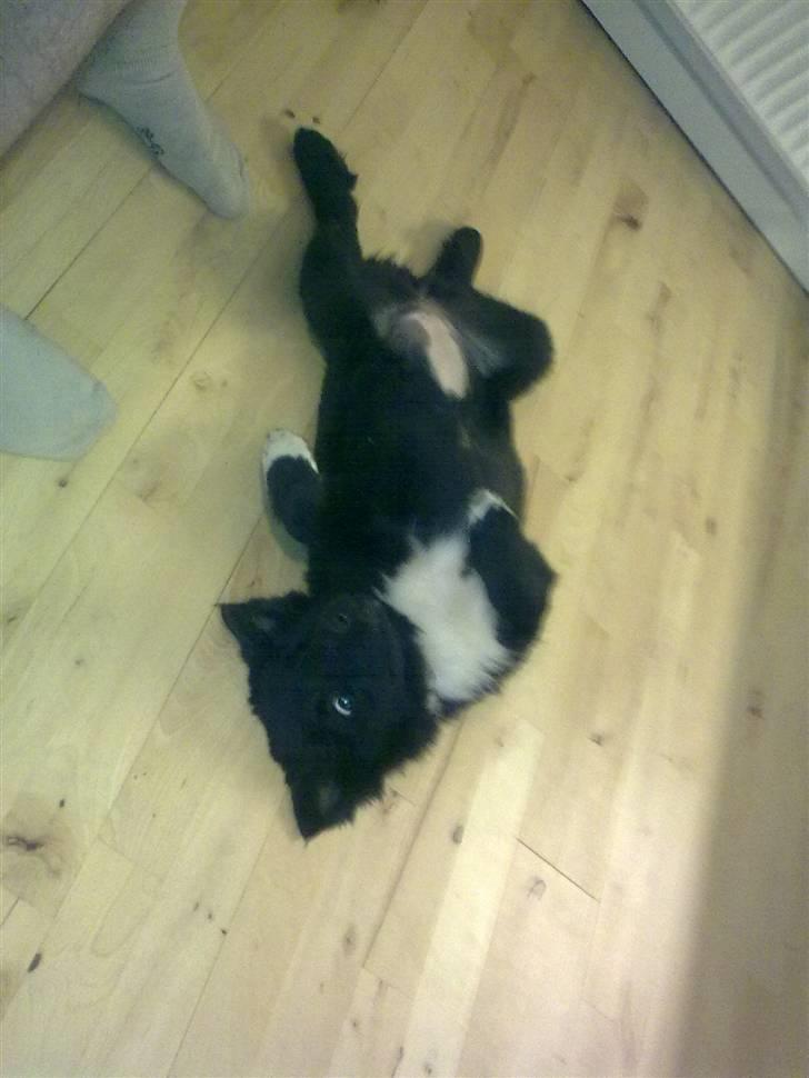 Islandsk fårehund Gaia billede 7