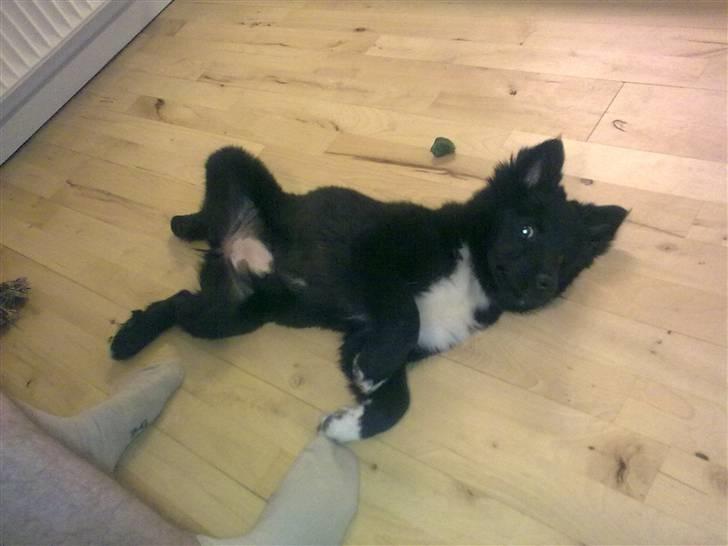 Islandsk fårehund Gaia billede 8