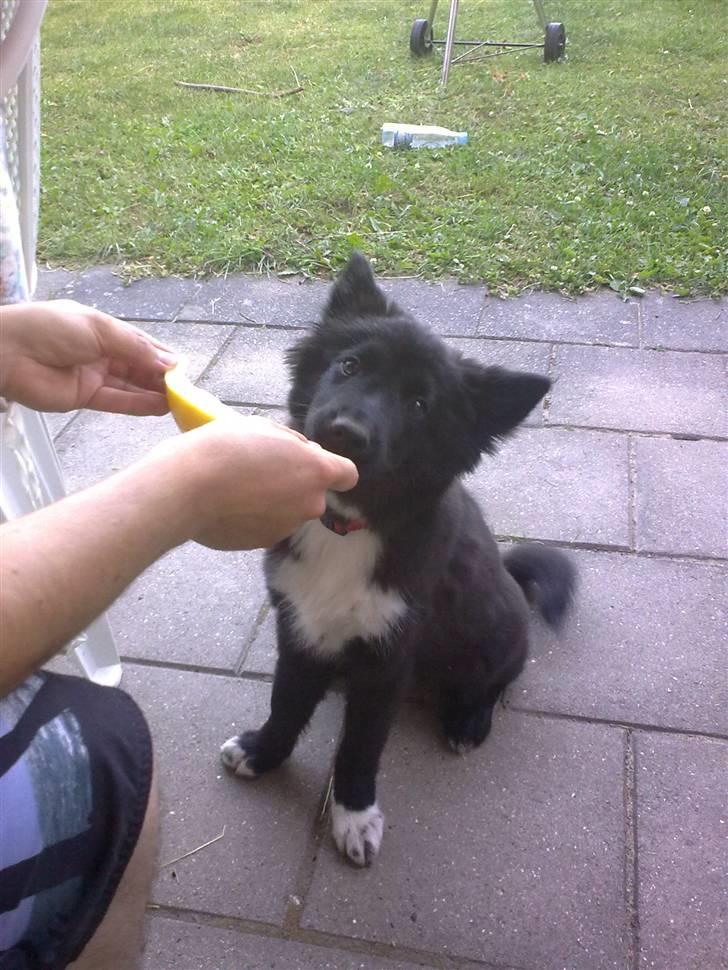 Islandsk fårehund Gaia billede 9