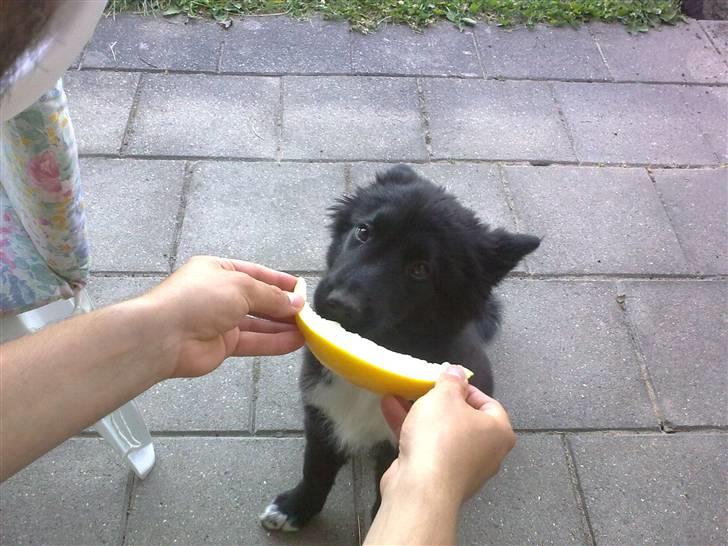 Islandsk fårehund Gaia billede 10