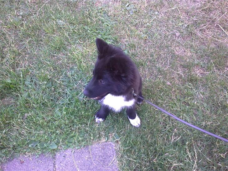 Islandsk fårehund Gaia billede 11