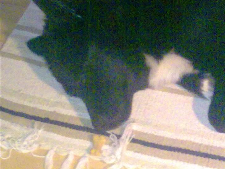 Islandsk fårehund Gaia billede 12