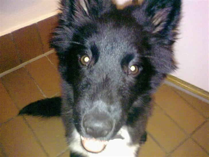 Islandsk fårehund Gaia billede 13