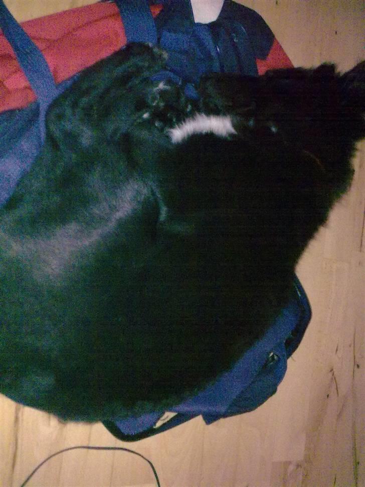 Islandsk fårehund Gaia billede 14