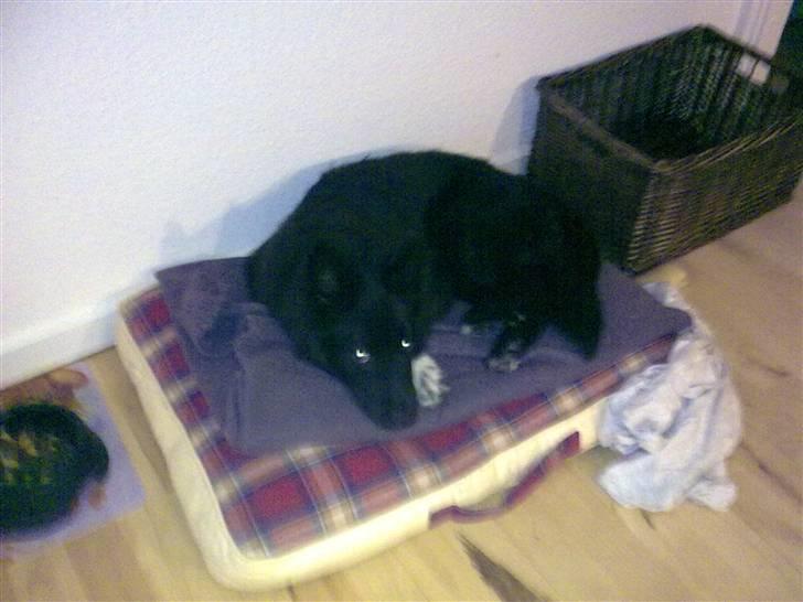 Islandsk fårehund Gaia billede 15