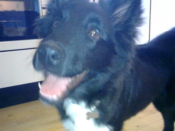 Islandsk fårehund Gaia billede 16