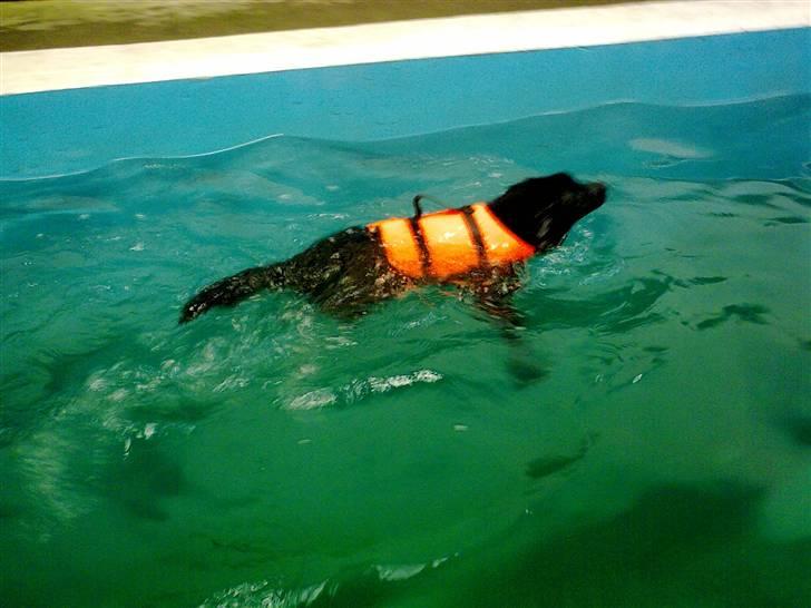 Islandsk fårehund Gaia billede 17