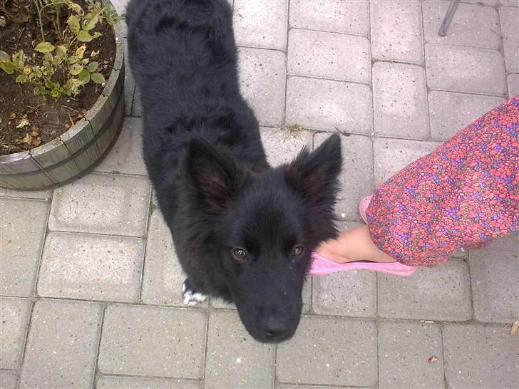 Islandsk fårehund Gaia billede 18