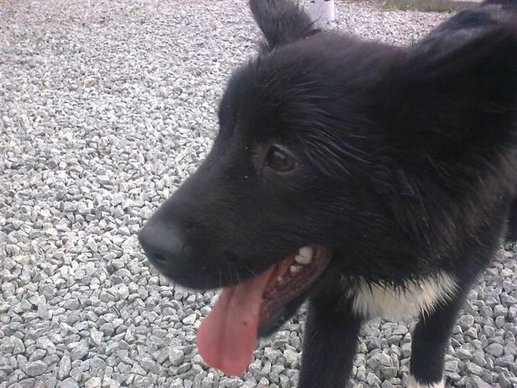 Islandsk fårehund Gaia billede 19