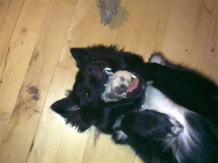 Islandsk fårehund Gaia billede 20