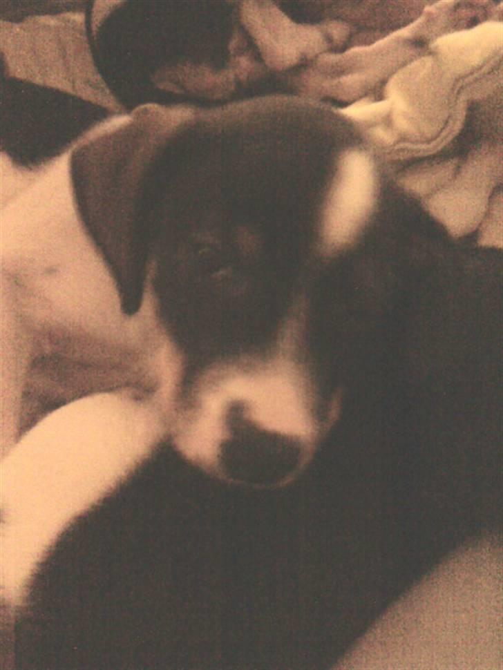 Dansk svensk gaardhund Bailey *SOLGT* - Nu som næsten 7 uger gammel (: billede 8