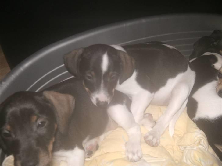 Dansk svensk gaardhund Bailey *SOLGT* billede 9