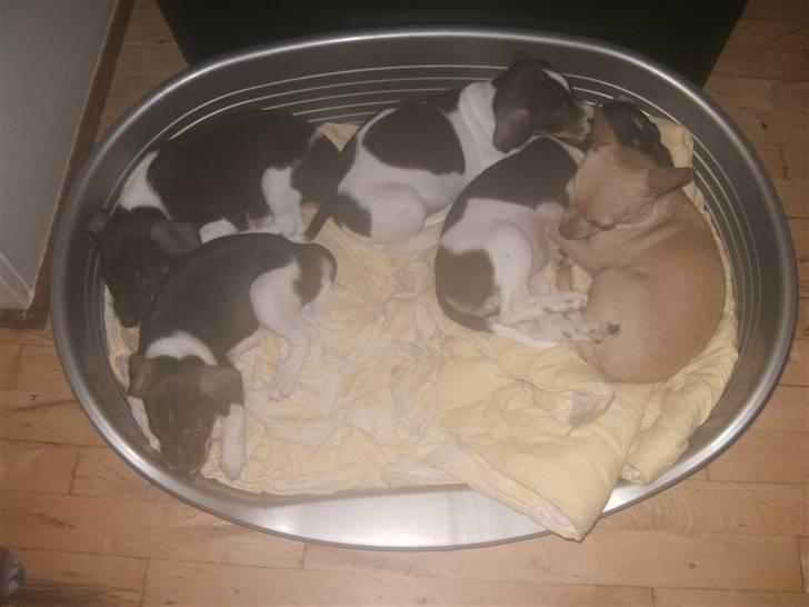 Dansk svensk gaardhund Bailey *SOLGT* - Alle hvalpene + freja (: billede 10