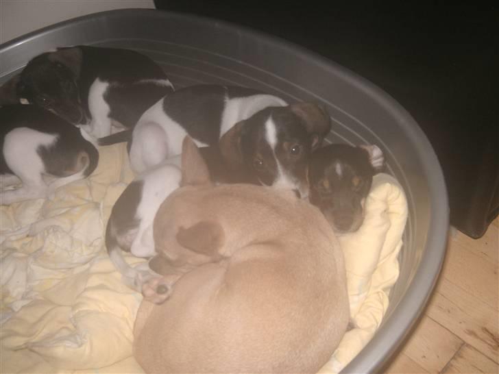 Dansk svensk gaardhund Bailey *SOLGT* billede 11