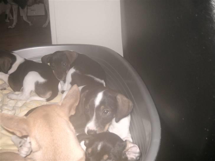 Dansk svensk gaardhund Bailey *SOLGT* billede 12