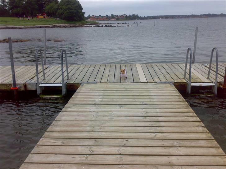 Chihuahua jessica billede 17