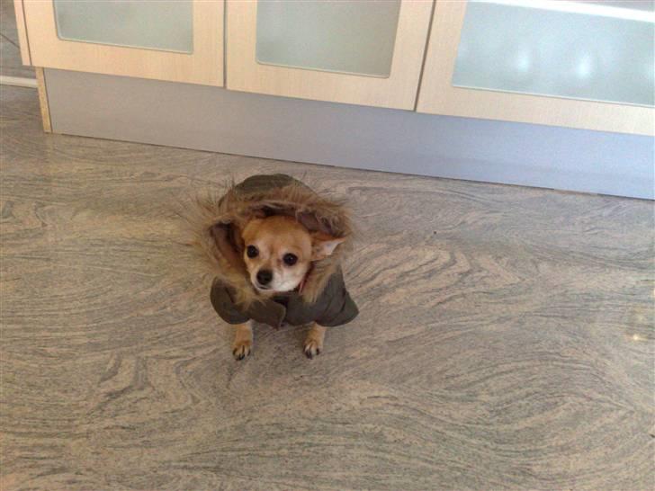 Chihuahua jessica billede 18