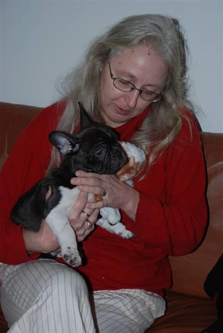 Fransk bulldog harley med blå øjne - harley hos sin bedstemor billede 8