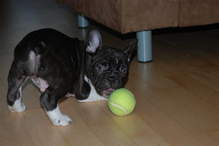 Fransk bulldog harley med blå øjne - harley ligger mærke til mor fotograferer ham billede 9