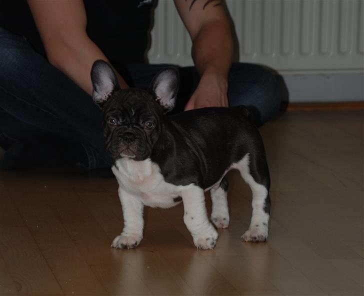 Fransk bulldog harley med blå øjne billede 10