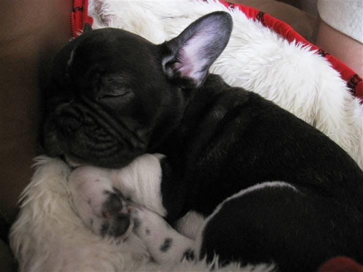 Fransk bulldog harley med blå øjne - ligger og sover så nuttede billede 11