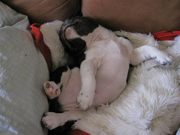 Fransk bulldog harley med blå øjne - vi kan da også ligge på rygen billede 12